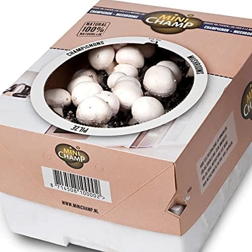Kit de culture de champignons de Paris blancs bio de la marque Bakker