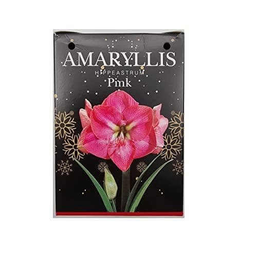 Kit cadeau d'amaryllis rose avec son bulbe, son pot en plastique et son terreau